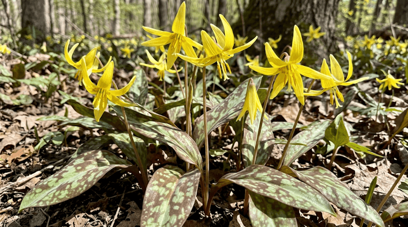 Yellow Trout Lily